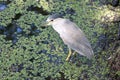 A Black Crowned Night Heron